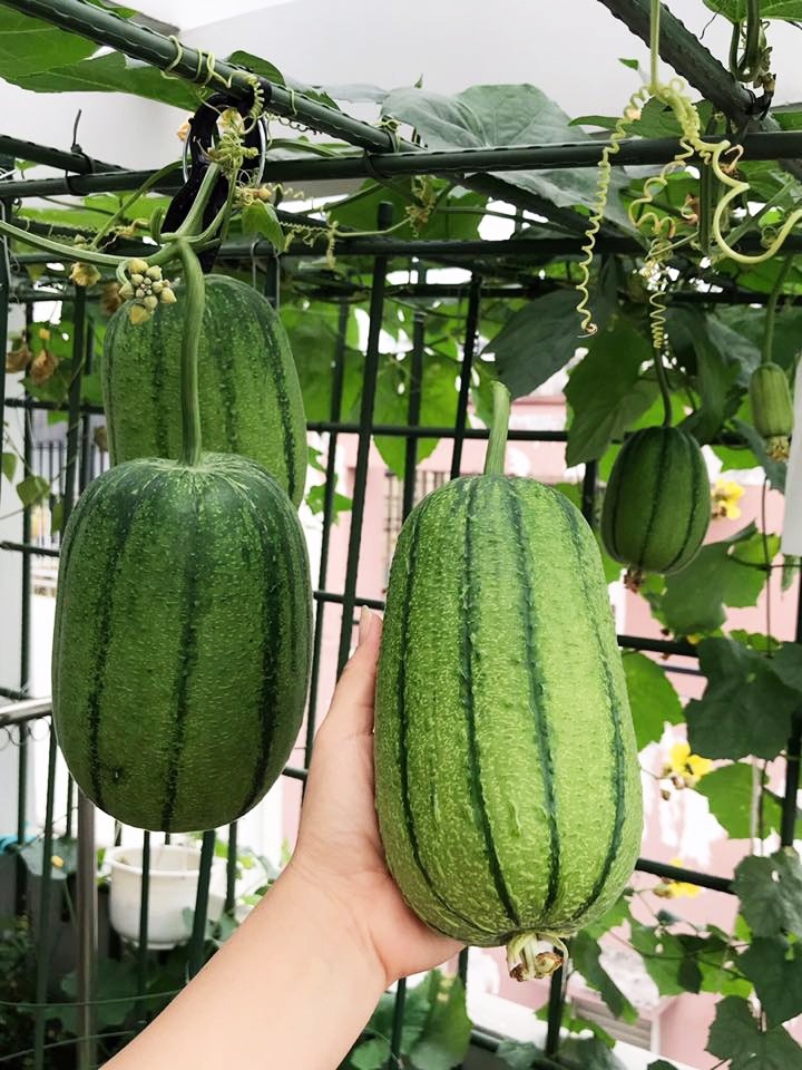 Gia đình Sài Gòn bị nhầm là trồng rau 'đột biến' vì quá tốt gia dinh sai gon bi nham la trong rau dot bien vi qua tot