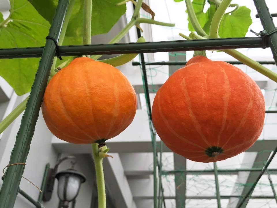Gia đình Sài Gòn bị nhầm là trồng rau 'đột biến' vì quá tốt gia dinh sai gon bi nham la trong rau dot bien vi qua tot
