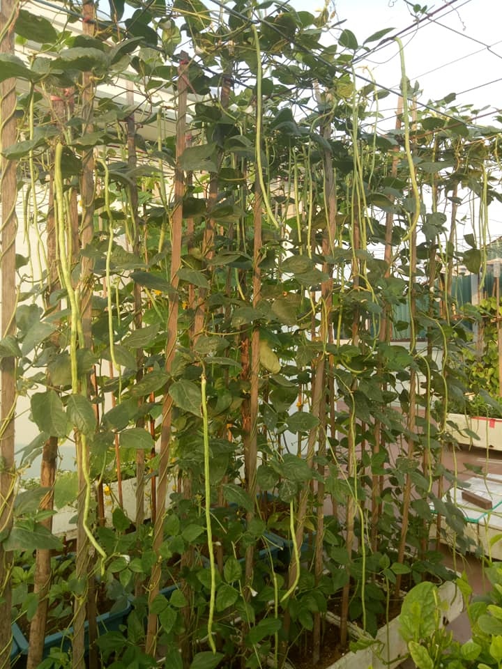 vuon rau san thuong xanh mat cung cap du rau sach cho gia dinh ha noi