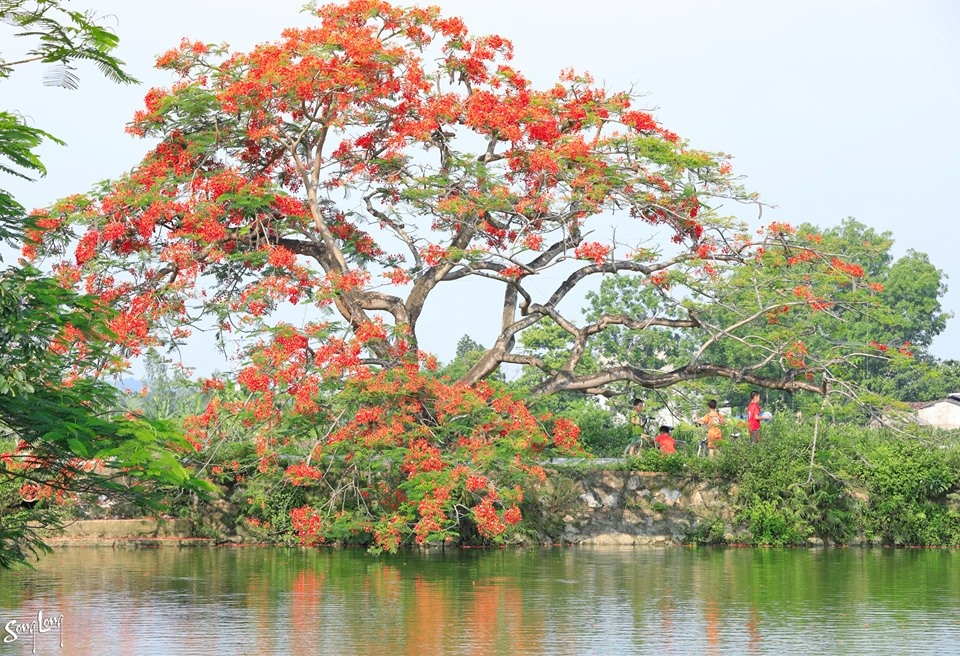 Phượng nở đầu làng, ký ức mùa hạ của tuổi thơ bỗng hiện về hoa quanh lang mua ha mang tuoi tho tuong xa roi tro ve gan gui van vuong