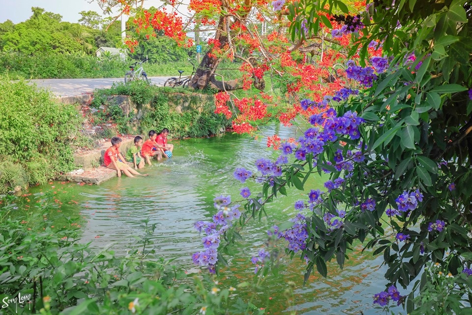 Phượng nở đầu làng, ký ức mùa hạ của tuổi thơ bỗng hiện về hoa quanh lang mua ha mang tuoi tho tuong xa roi tro ve gan gui van vuong