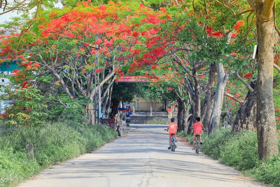 Phượng nở đầu làng, ký ức mùa hạ của tuổi thơ bỗng hiện về hoa quanh lang mua ha mang tuoi tho tuong xa roi tro ve gan gui van vuong