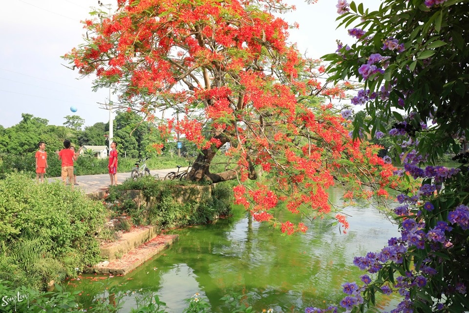 Phượng nở đầu làng, ký ức mùa hạ của tuổi thơ bỗng hiện về hoa quanh lang mua ha mang tuoi tho tuong xa roi tro ve gan gui van vuong