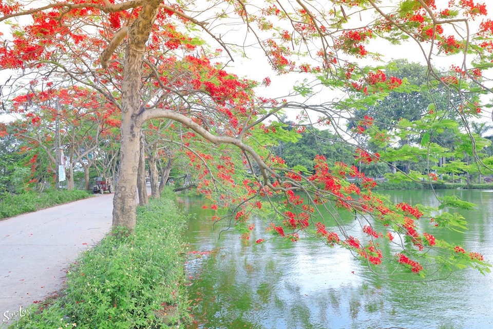 Phượng nở đầu làng, ký ức mùa hạ của tuổi thơ bỗng hiện về hoa quanh lang mua ha mang tuoi tho tuong xa roi tro ve gan gui van vuong