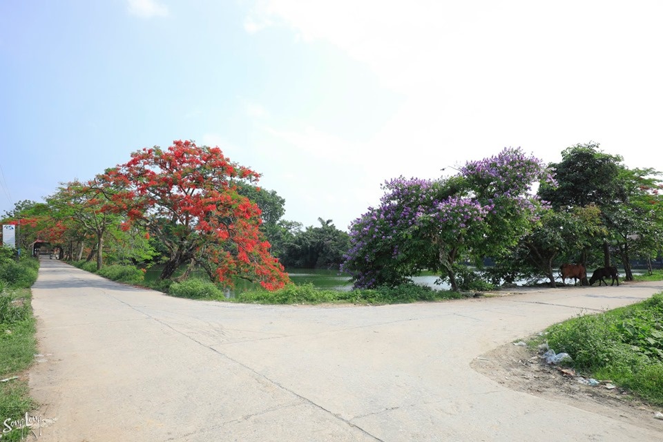 Phượng nở đầu làng, ký ức mùa hạ của tuổi thơ bỗng hiện về hoa quanh lang mua ha mang tuoi tho tuong xa roi tro ve gan gui van vuong