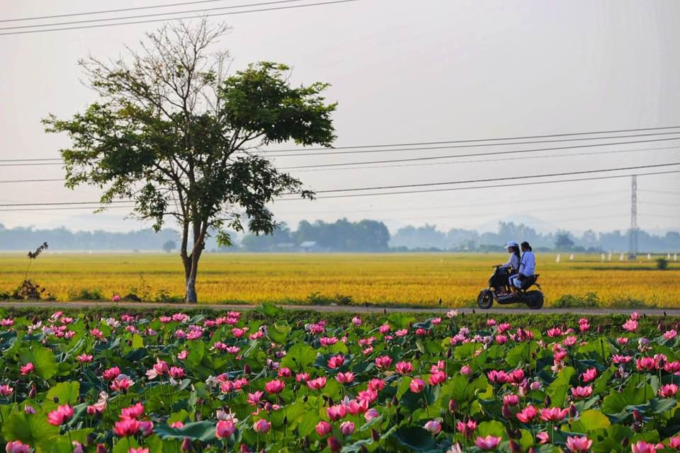 Mùa sen nở rộ ở làng La Chữ, Thừa Thiên Huế mua sen no ro o lang la chu thua thien hue