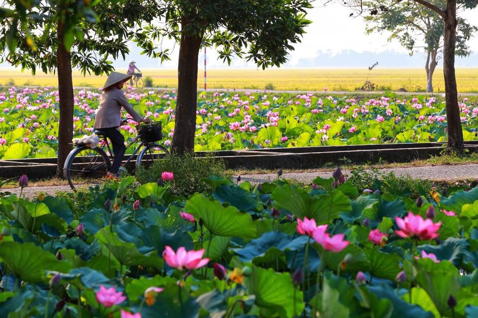 Mùa sen nở rộ ở làng La Chữ, Thừa Thiên Huế mua sen no ro o lang la chu thua thien hue