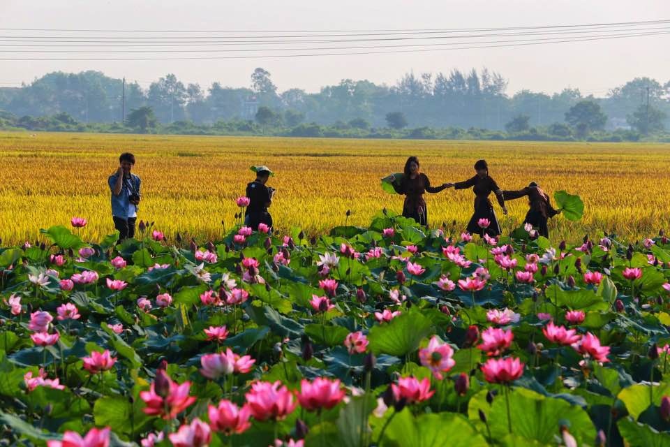 Mùa sen nở rộ ở làng La Chữ, Thừa Thiên Huế mua sen no ro o lang la chu thua thien hue