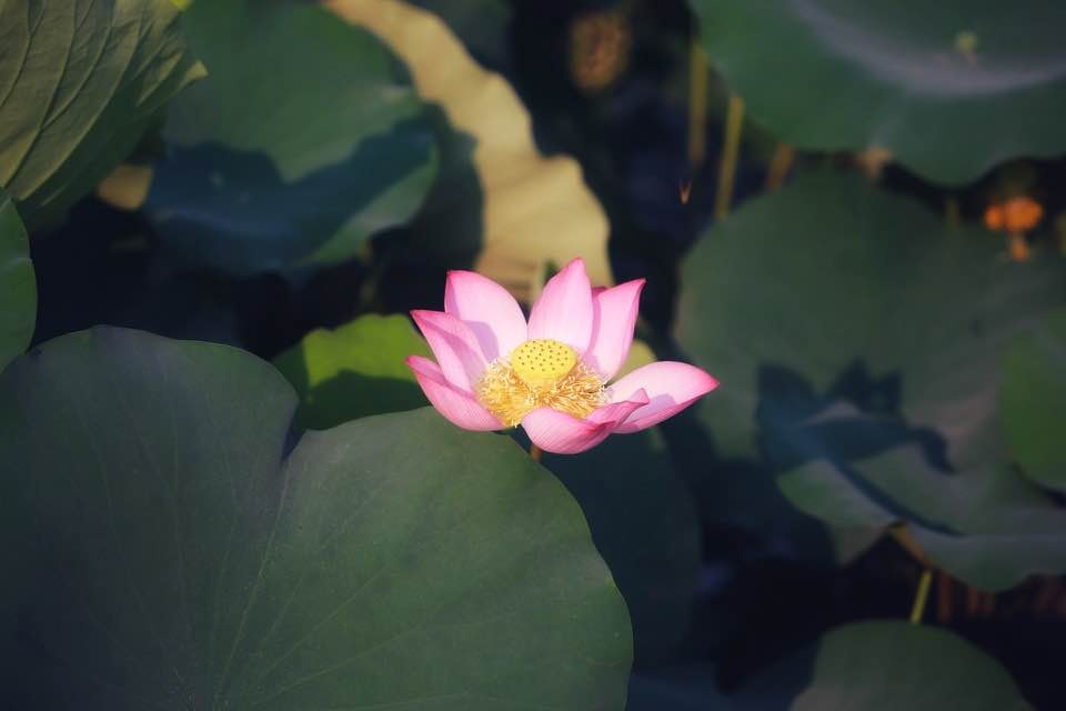 Mùa sen nở rộ ở làng La Chữ, Thừa Thiên Huế mua sen no ro o lang la chu thua thien hue
