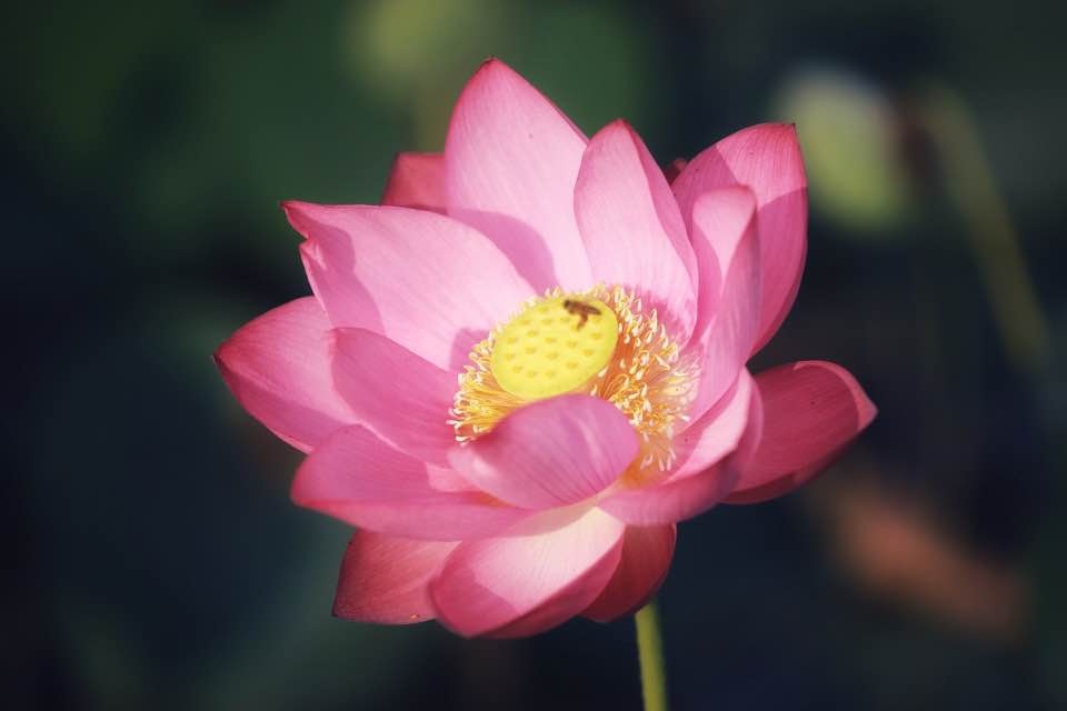 Mùa sen nở rộ ở làng La Chữ, Thừa Thiên Huế mua sen no ro o lang la chu thua thien hue