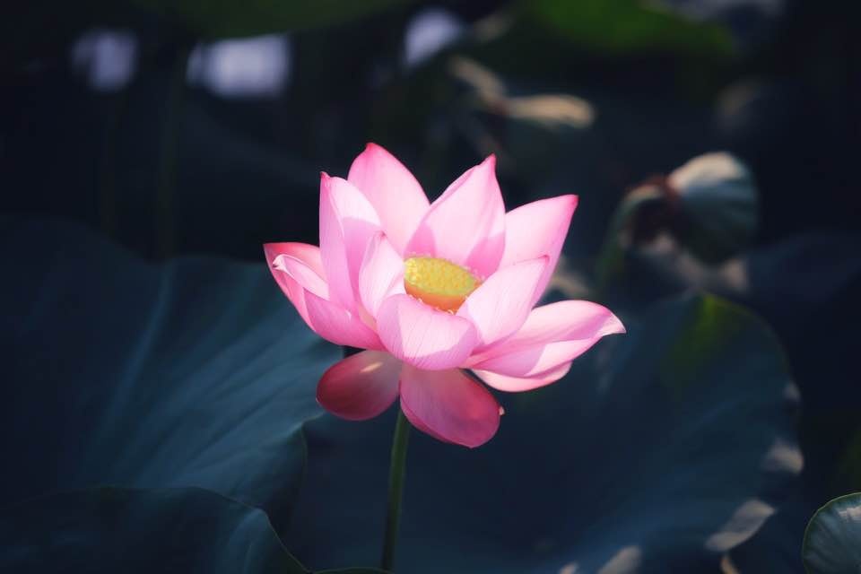 Mùa sen nở rộ ở làng La Chữ, Thừa Thiên Huế mua sen no ro o lang la chu thua thien hue