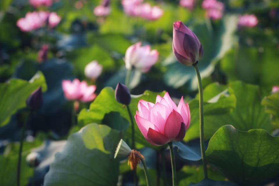 Mùa sen nở rộ ở làng La Chữ, Thừa Thiên Huế mua sen no ro o lang la chu thua thien hue