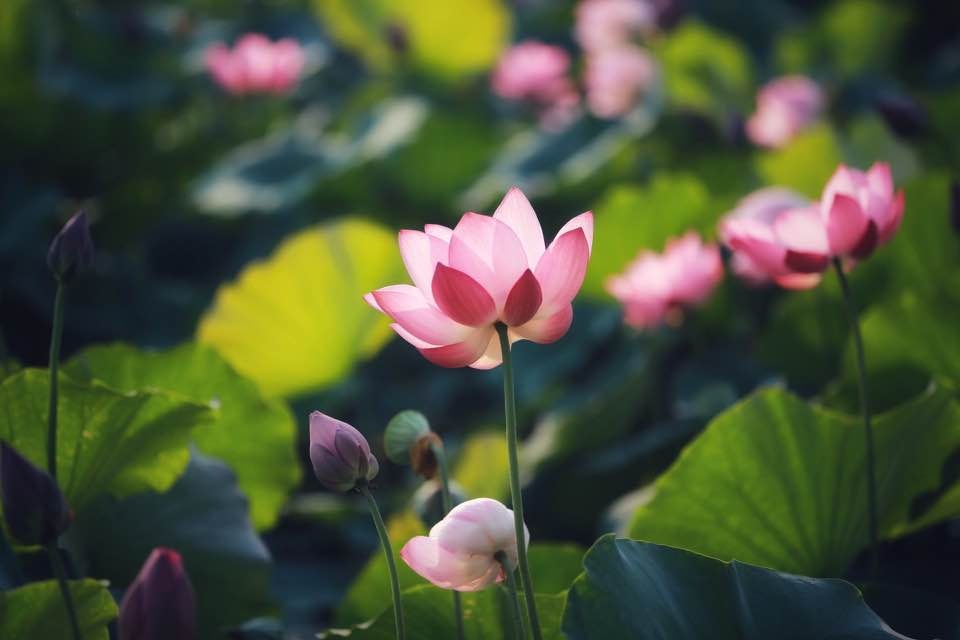 Mùa sen nở rộ ở làng La Chữ, Thừa Thiên Huế mua sen no ro o lang la chu thua thien hue