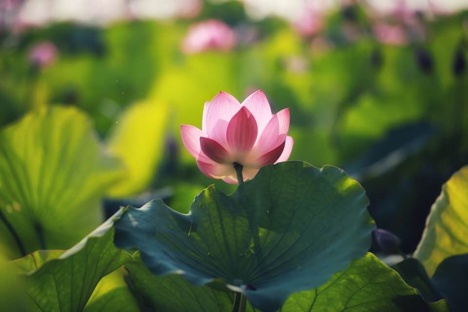 Mùa sen nở rộ ở làng La Chữ, Thừa Thiên Huế mua sen no ro o lang la chu thua thien hue