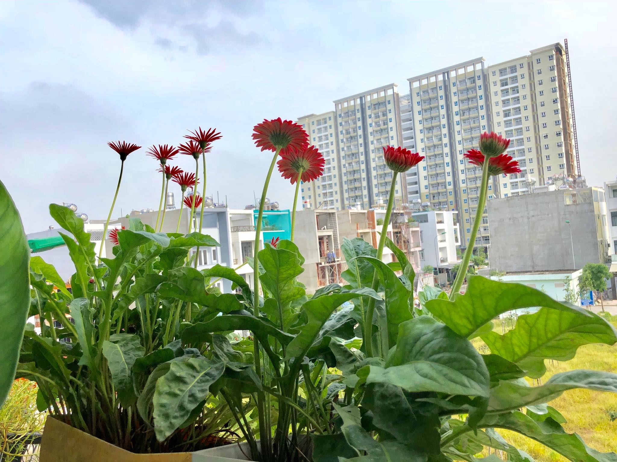 Hoa lá rộn ràng khoe sắc trong khu vườn sân thượng 70m2 ở TP. HCM hoa la ron rang khoe sac trong khu vuon san thuong 70m2 o tp hcm