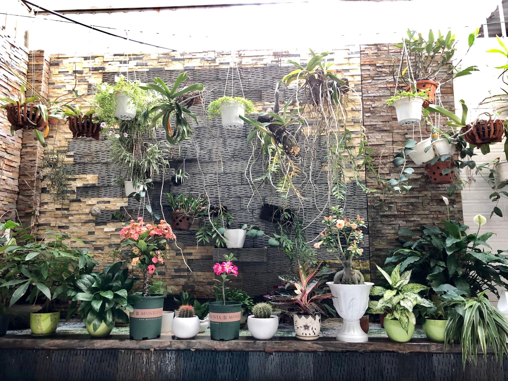 Hoa lá rộn ràng khoe sắc trong khu vườn sân thượng 70m2 ở TP. HCM hoa la ron rang khoe sac trong khu vuon san thuong 70m2 o tp hcm
