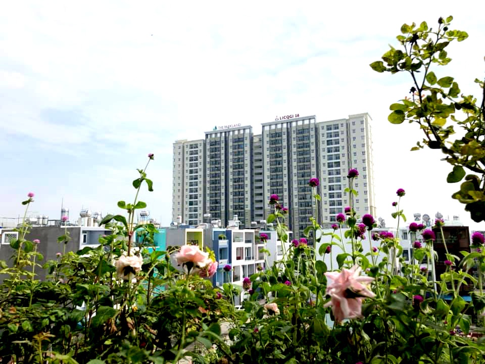 Hoa lá rộn ràng khoe sắc trong khu vườn sân thượng 70m2 ở TP. HCM hoa la ron rang khoe sac trong khu vuon san thuong 70m2 o tp hcm