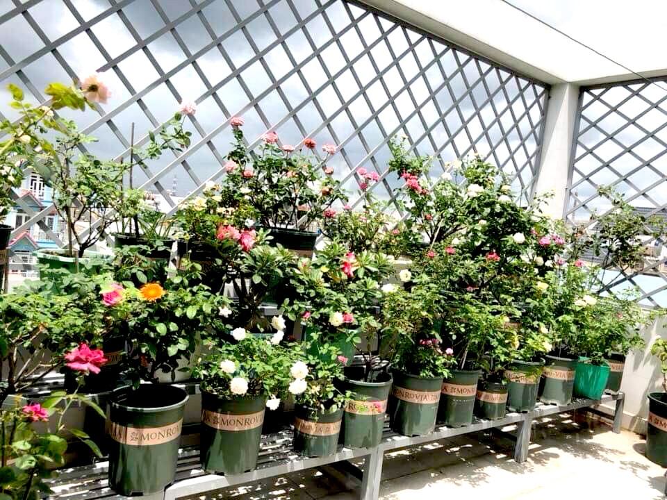 Hoa lá rộn ràng khoe sắc trong khu vườn sân thượng 70m2 ở TP. HCM hoa la ron rang khoe sac trong khu vuon san thuong 70m2 o tp hcm