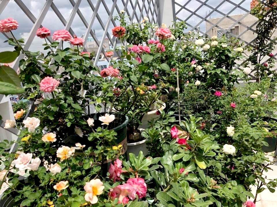 Hoa lá rộn ràng khoe sắc trong khu vườn sân thượng 70m2 ở TP. HCM hoa la ron rang khoe sac trong khu vuon san thuong 70m2 o tp hcm