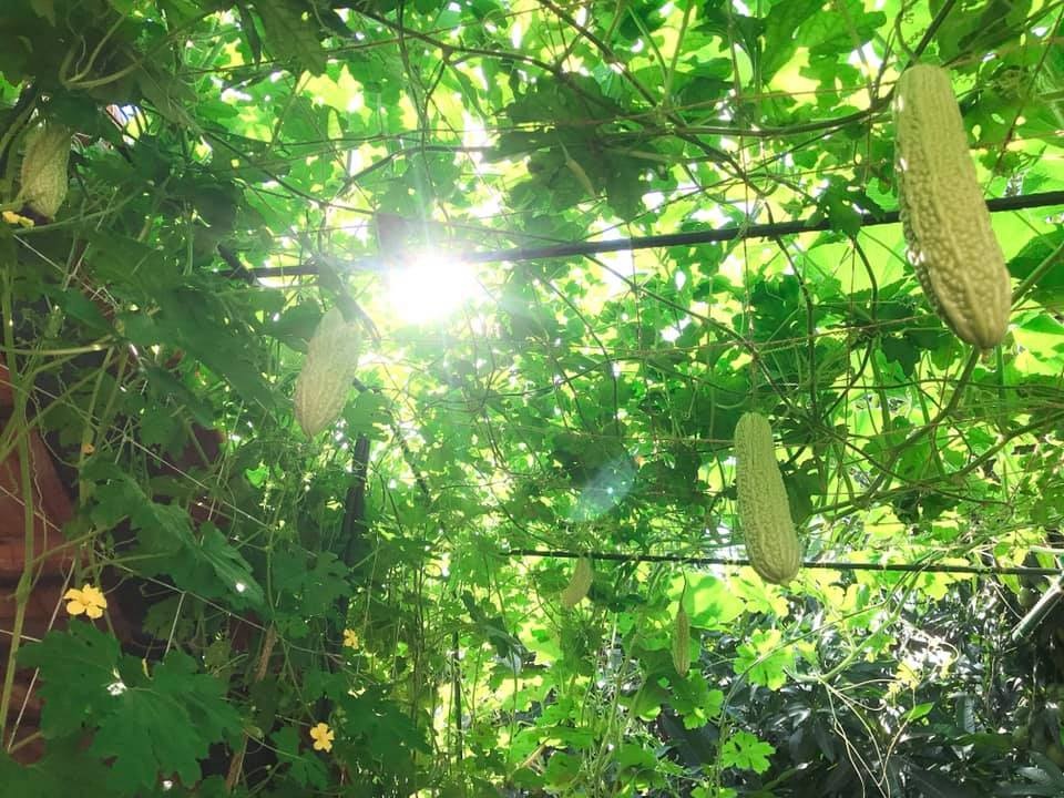 vuon rau quen het muon phien cua co gai tre o sai gon