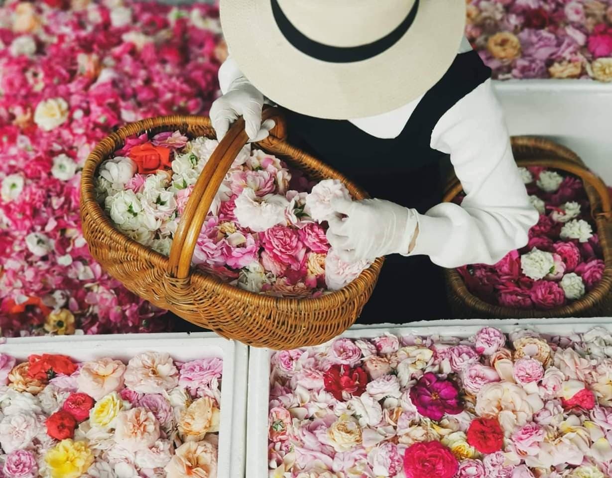 Ngắm vườn hồng ngoại đẹp mê hồn của Uyên - "chị vợ pate" trong "Về nhà đi con" ngam vuon hong ngoai dep me hon cua uyen chi vo pate trong ve nha di con