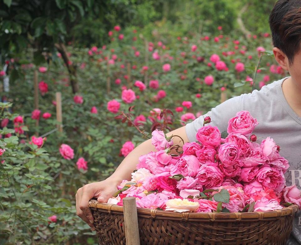 Ngắm vườn hồng ngoại đẹp mê hồn của Uyên - "chị vợ pate" trong "Về nhà đi con" ngam vuon hong ngoai dep me hon cua uyen chi vo pate trong ve nha di con