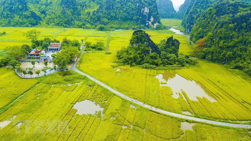 Vẻ đẹp mùa lúa chín vàng bao quanh đền cổ Thái Vi ve dep mua lua chin vang bao quanh den co thai vi