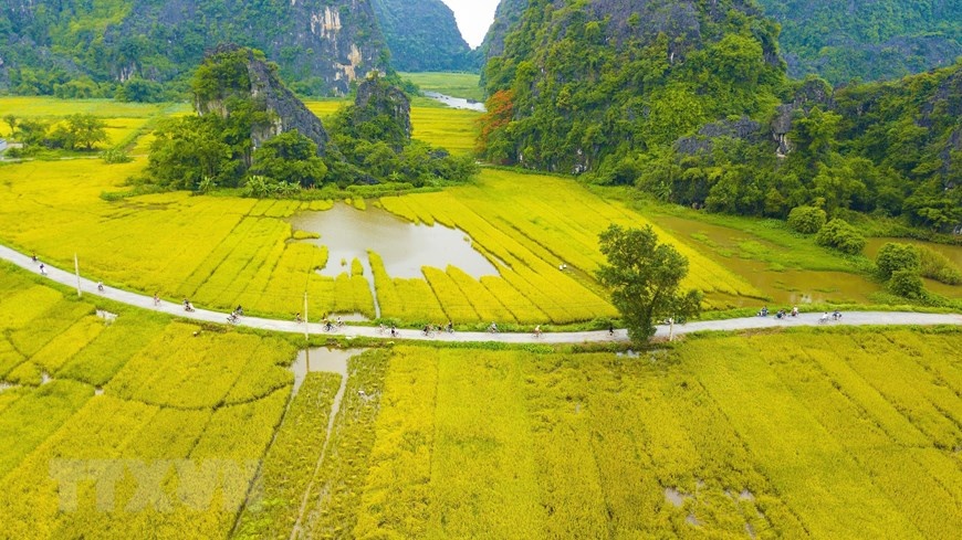 Vẻ đẹp mùa lúa chín vàng bao quanh đền cổ Thái Vi ve dep mua lua chin vang bao quanh den co thai vi