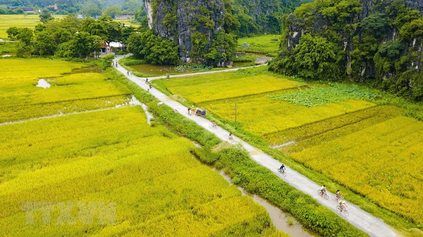 Vẻ đẹp mùa lúa chín vàng bao quanh đền cổ Thái Vi ve dep mua lua chin vang bao quanh den co thai vi