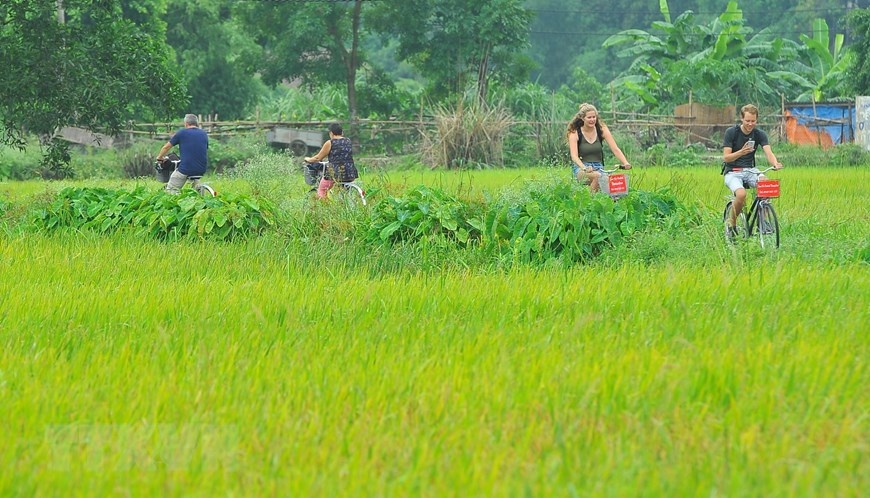 Vẻ đẹp mùa lúa chín vàng bao quanh đền cổ Thái Vi ve dep mua lua chin vang bao quanh den co thai vi