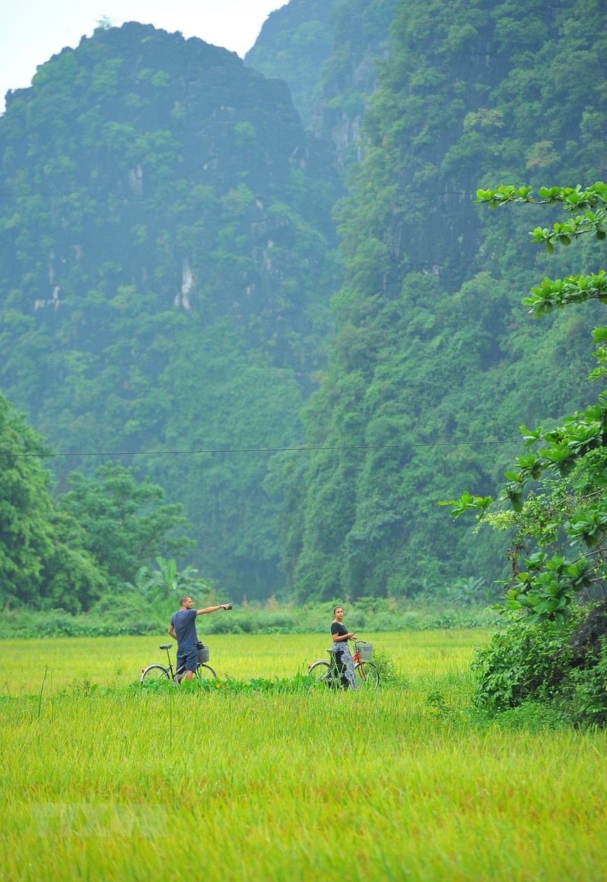 Vẻ đẹp mùa lúa chín vàng bao quanh đền cổ Thái Vi ve dep mua lua chin vang bao quanh den co thai vi