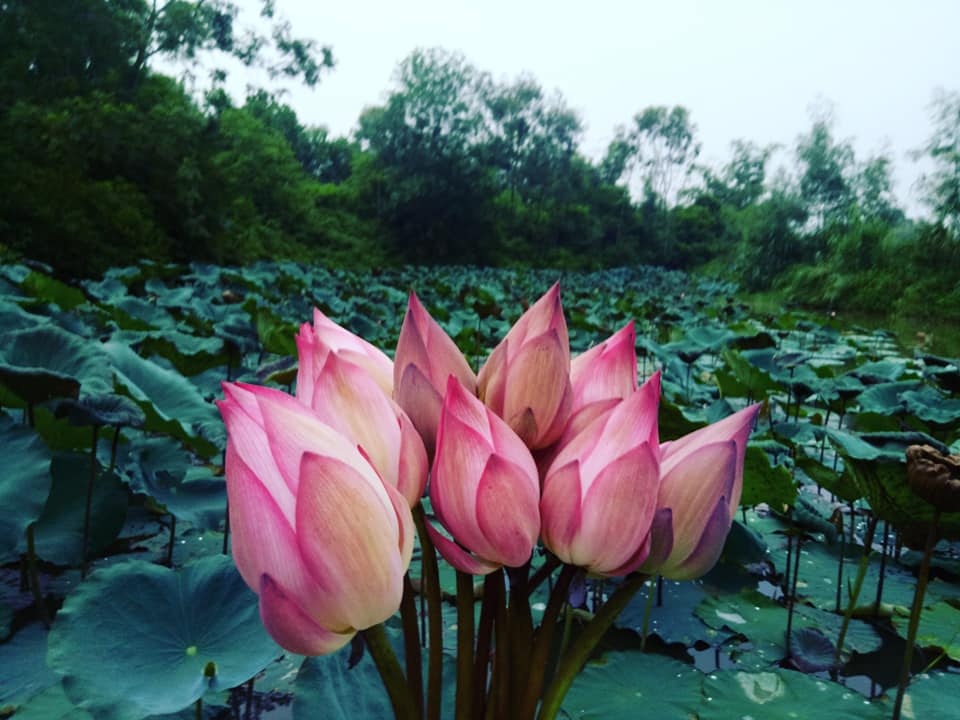 dam me trong che uop sen chang cu nhan bao chi roi thanh pho ve que khoi nghiep