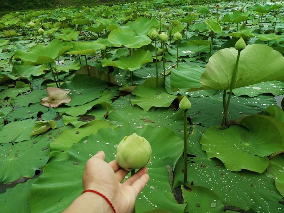 dam me trong che uop sen chang cu nhan bao chi roi thanh pho ve que khoi nghiep