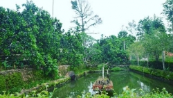 giua thi thanh nho lam ngo que