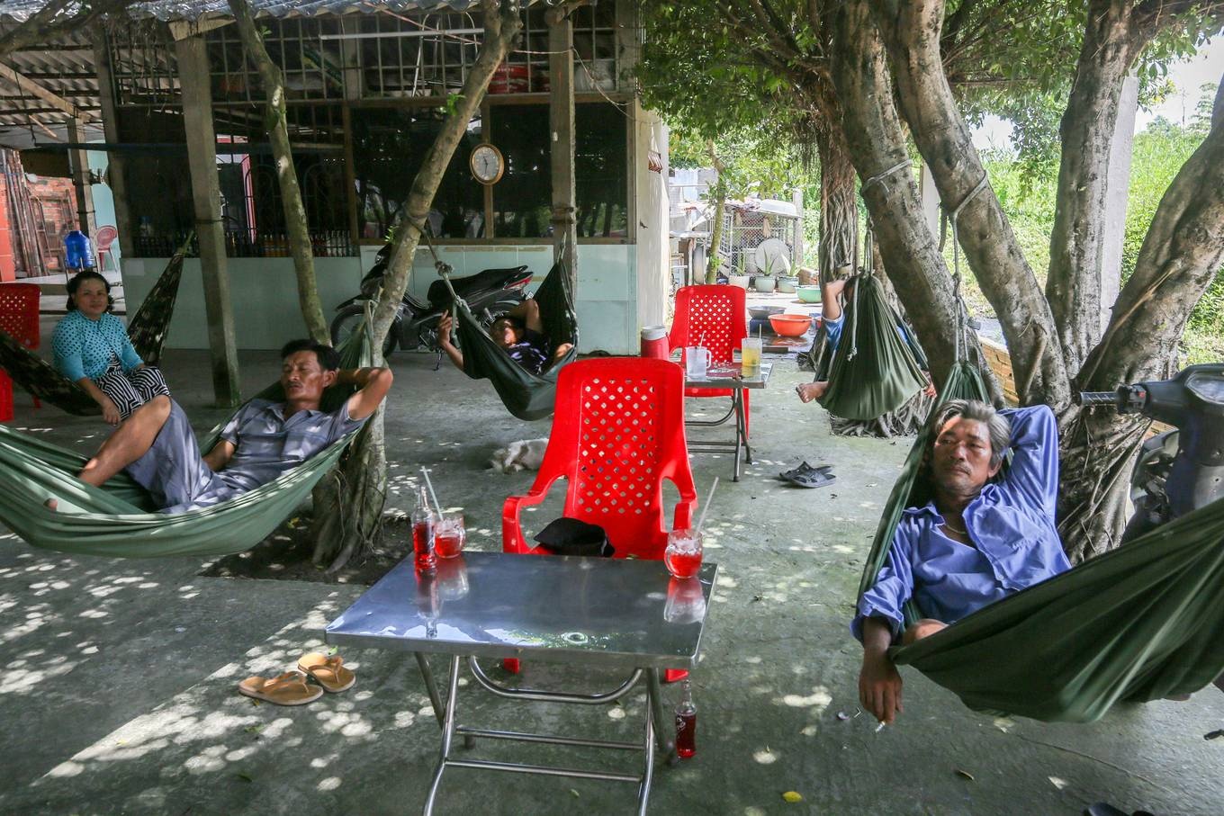 Quán cà phê được tạo từ 30 cây si ở Long An quan ca phe duoc tao tu 30 cay si o long an