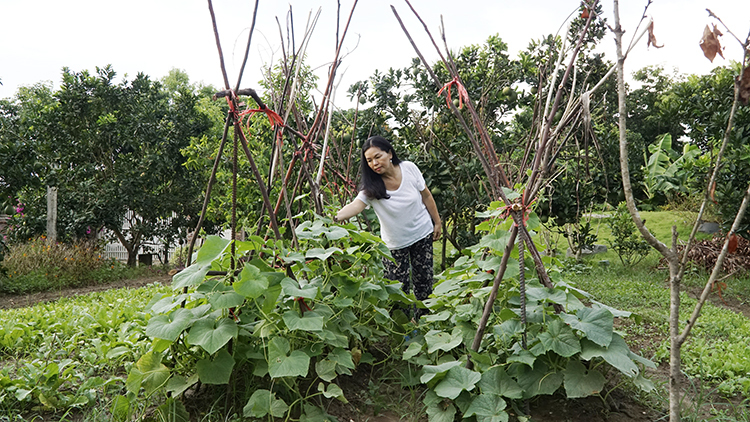 Người thành phố gặp phiền toái ít ngờ khi làm nhà vườn ngoại ô nguoi thanh pho gap phien toai it ngo khi lam nha vuon ngoai o