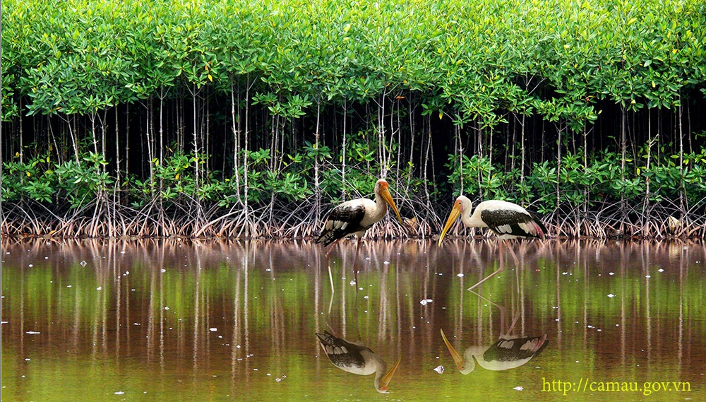 9 khu dự trữ sinh quyển của Việt Nam được UNESCO công nhận 9 khu du tru sinh quyen cua viet nam duoc unesco cong nhan