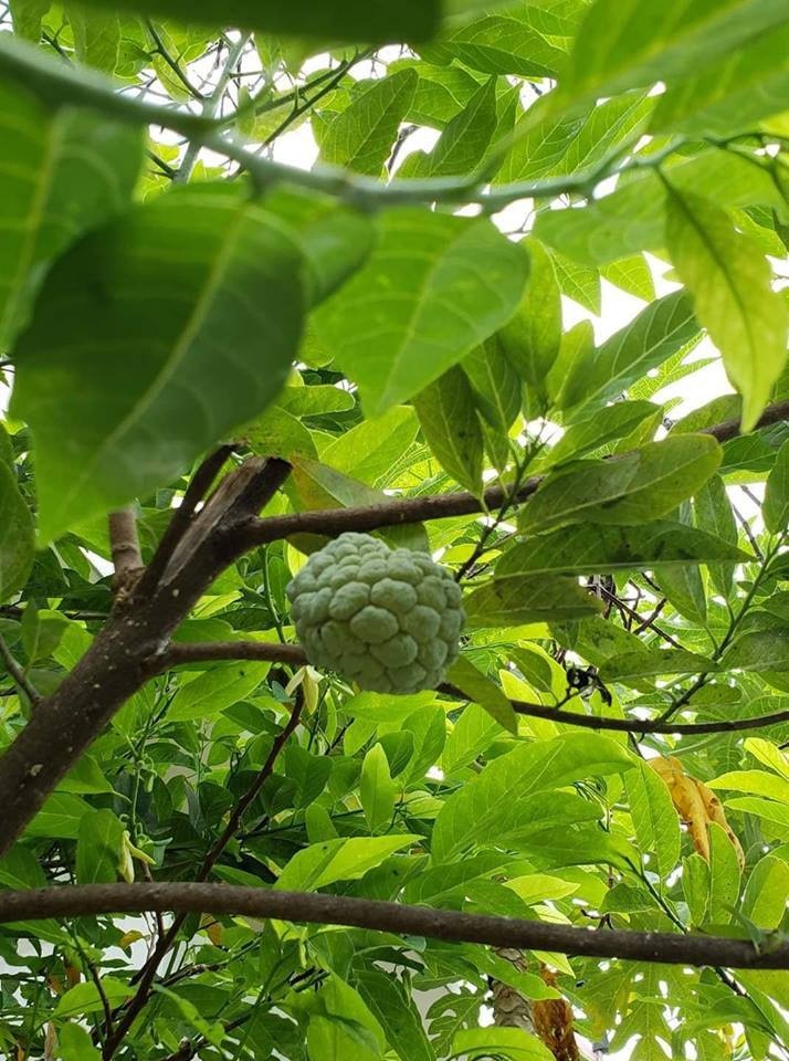 sao viet va cuoc song trong rau nuoi ga o nhung nong trai tien ty