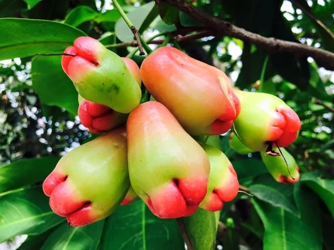 sao viet va cuoc song trong rau nuoi ga o nhung nong trai tien ty