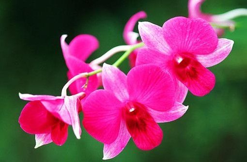 6 loại hoa dùng để cúng ngày lễ Vu lan 6 loai hoa dung de cung ngay le vu lan