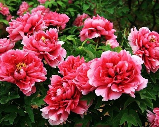 6 loại hoa dùng để cúng ngày lễ Vu lan 6 loai hoa dung de cung ngay le vu lan