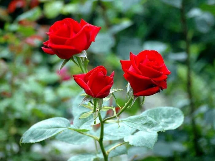 6 loại hoa dùng để cúng ngày lễ Vu lan 6 loai hoa dung de cung ngay le vu lan
