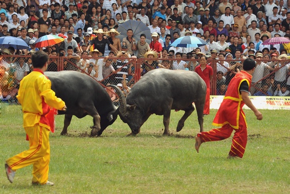 Nguồn gốc và ý nghĩa lễ hội chọi trâu Đồ Sơn ngày 9/8 âm lịch nguon goc va y nghia le hoi choi trau do son ngay 98 am lich
