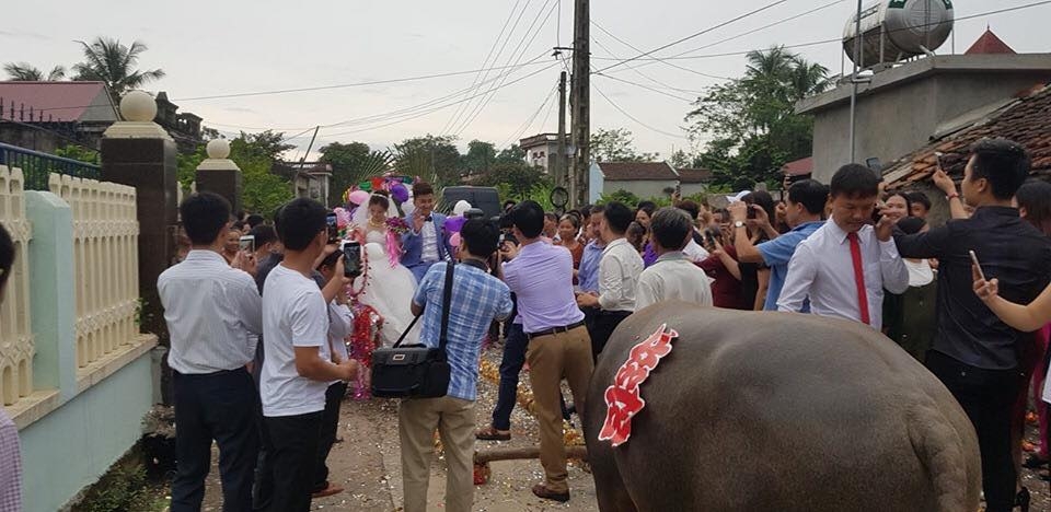 Được rước dâu bằng xe trâu, cô dâu cười hạnh phúc mãn nguyện duoc ruoc dau bang xe trau co dau cuoi hanh phuc man nguyen