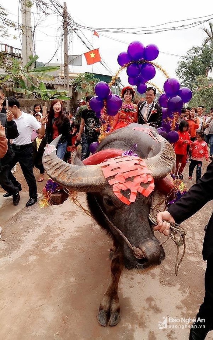 Được rước dâu bằng xe trâu, cô dâu cười hạnh phúc mãn nguyện duoc ruoc dau bang xe trau co dau cuoi hanh phuc man nguyen