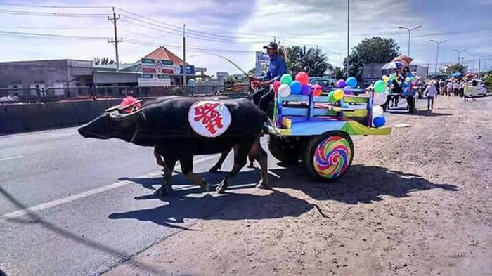 Được rước dâu bằng xe trâu, cô dâu cười hạnh phúc mãn nguyện duoc ruoc dau bang xe trau co dau cuoi hanh phuc man nguyen