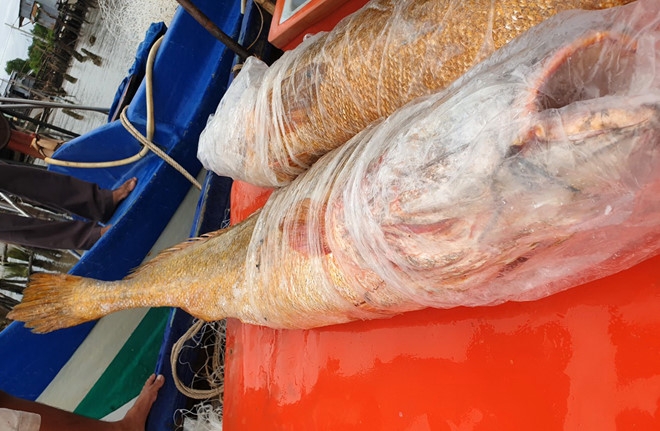Ngư dân Cà Mau bắt được cặp cá sủ vàng quý hiếm nặng 70 kg ngu dan ca mau bat duoc cap ca su vang quy hiem nang 70 kg