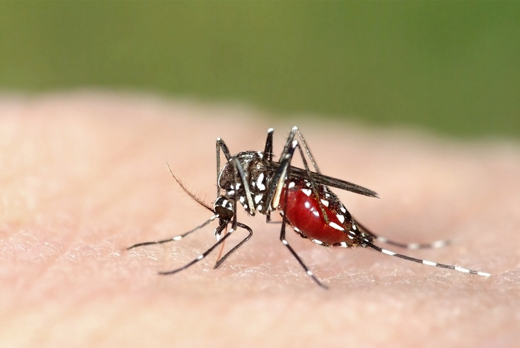 Đã có vaccine chống sốt rét đầu tiên trên thế giới da co vaccine chong sot ret dau tien tren the gioi