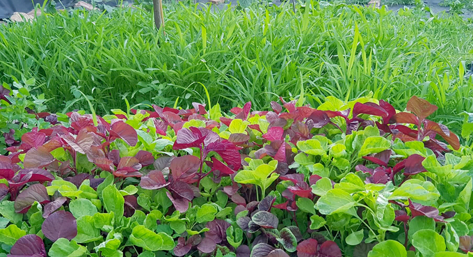 Gia đình Việt làm "vườn - ao - chuồng " tại Đức gia dinh viet lam vuon ao chuong tai duc