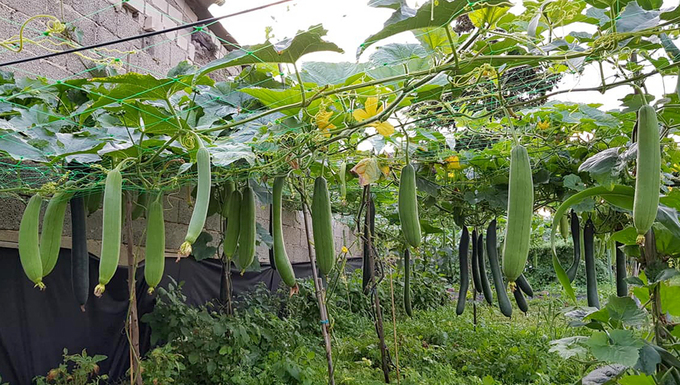 Gia đình Việt làm "vườn - ao - chuồng " tại Đức gia dinh viet lam vuon ao chuong tai duc